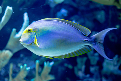 All Inclusive Почивка в Шарм ел Шейх - полет от София - 10 нощувки