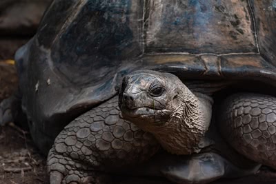 Махе Екзотични почивки