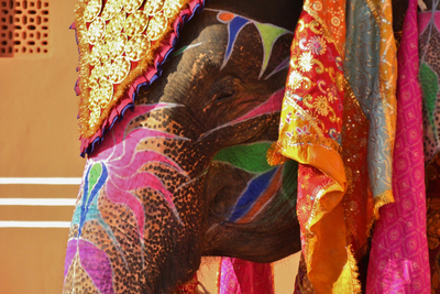 Индия 2026 - златният триъгълник и сафари в джунглата