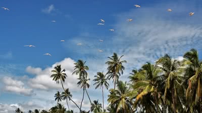 Екскурзия до Шри Ланка от А до Я - 5 дни обзорен тур и 6 дни плаж
