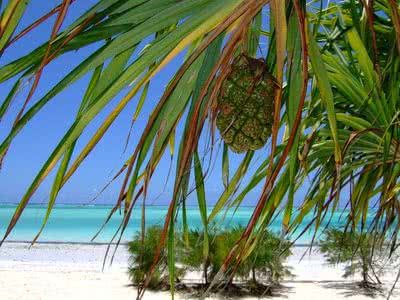 Почивка на о-в Занзибар - хотел Dream of Zanzibar 4*
