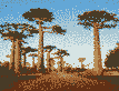 among-the-natural-wonders-of-madagascar_6486df1219b275zh.jpg