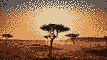 keniya-ot-a-do-ya-safari-v-cavo-i-amboseli-neptune-village-4-polet-ot-sofiya_610383e8071deb80.jpg